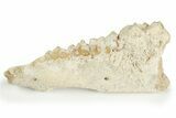 Fossil Early Ungulate (Caenomeryx) Jaw - France #218508-1